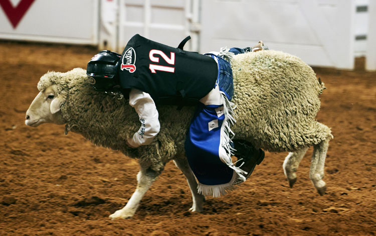 Kid holding onto a sheep competing in the event Mutton Bustin'